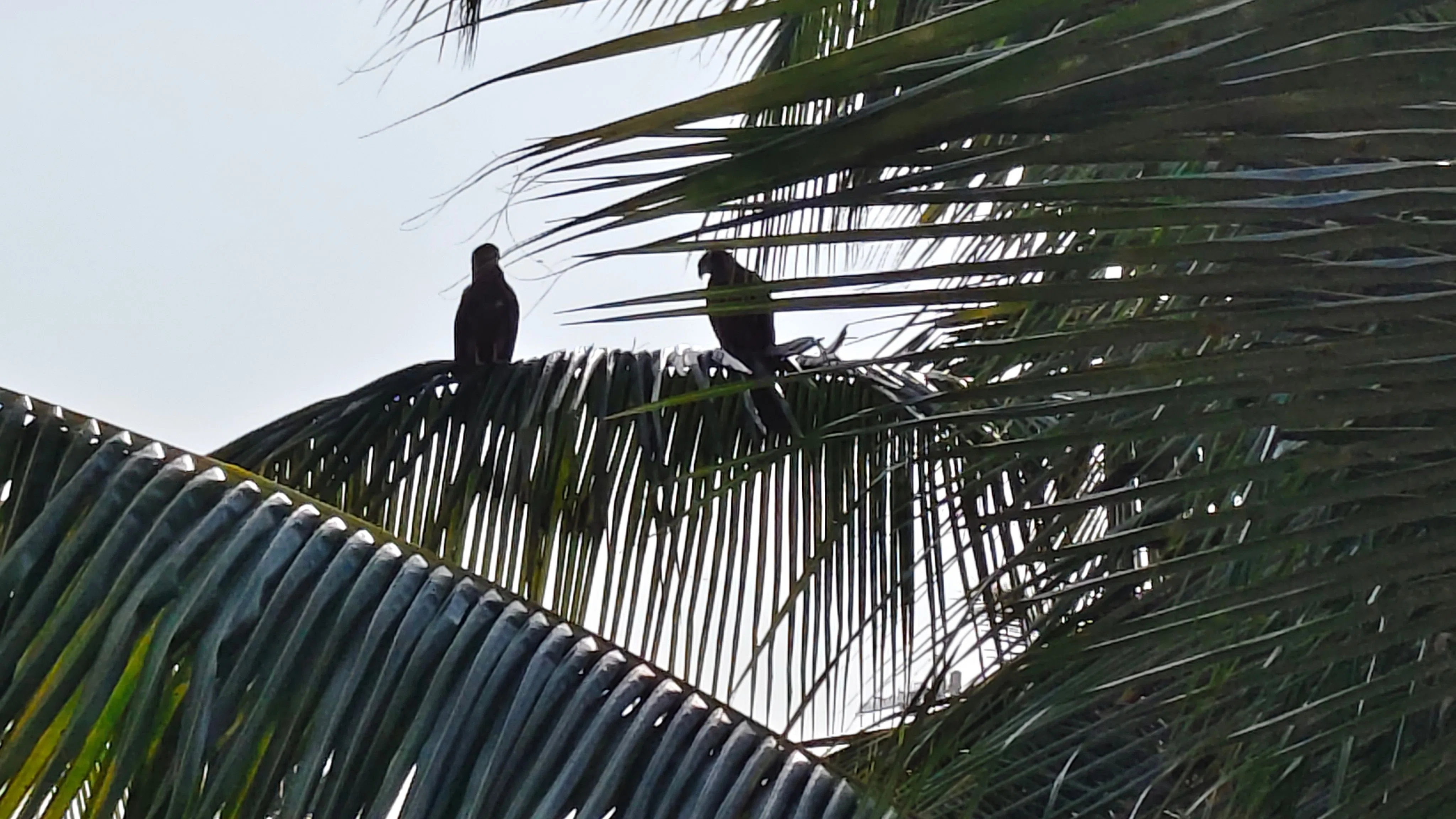š¦
Raptors