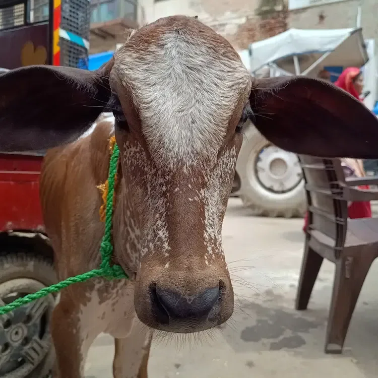 Gokul ki gaayiya
