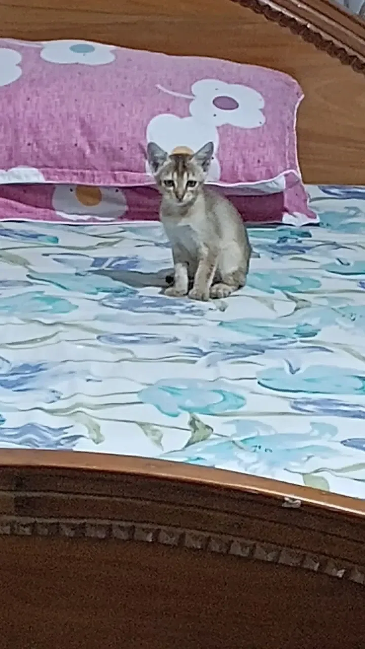 Billi boli mai-aau. I said alr