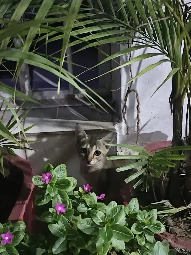 They always mess up our garden... mummy is soo frustrated with these little fellas š